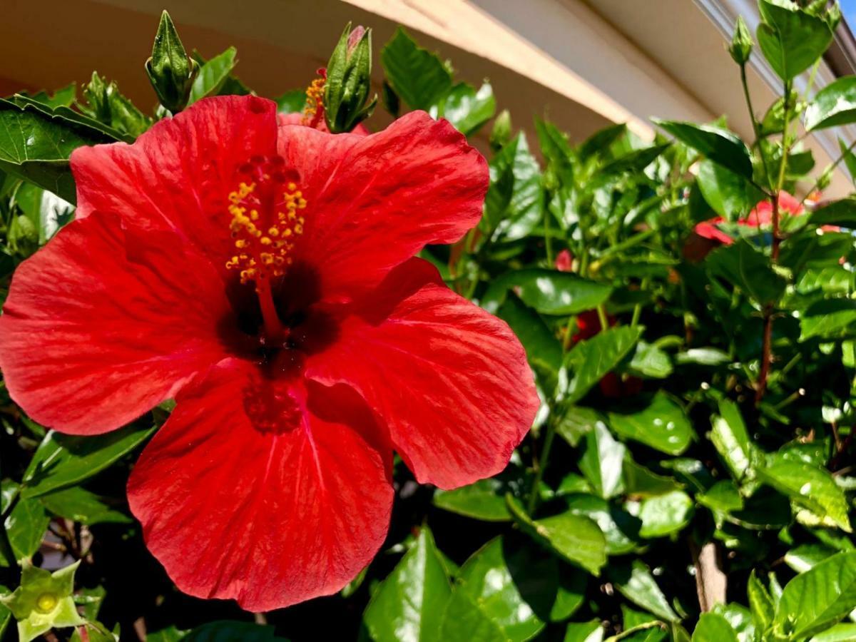 Ferienwohnung Dolce Hibiscus Olbia Exterior foto
